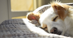 Pet insurance guide