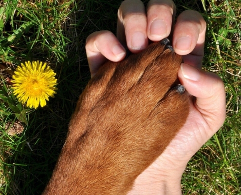 healthy paws